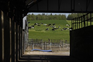 AFBI - Cattle Shed